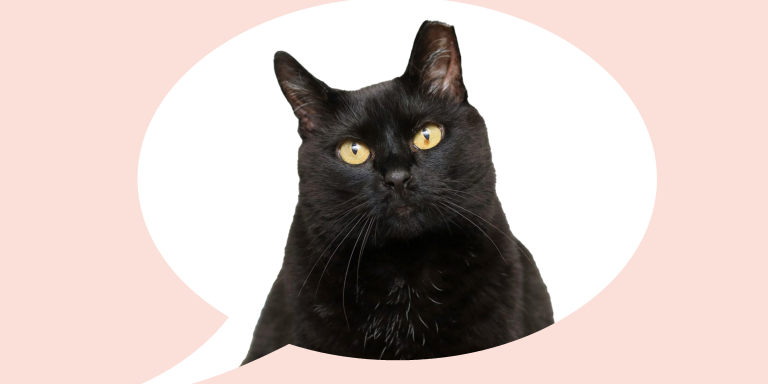 Zeeuwse Zuster-zwarte kat